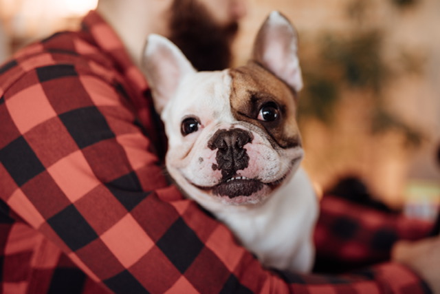 Dog food for happy dogs